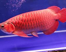 Ukuran Aquarium Ikan Arwana Super Red